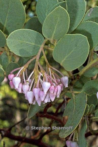 arctostaphylos viscida mariposa 5 graphic